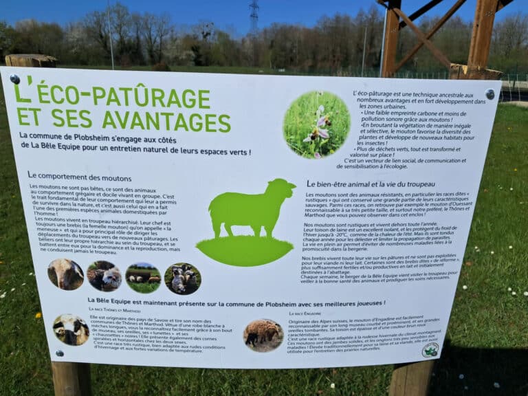 Eco-pâturage Plobsheim