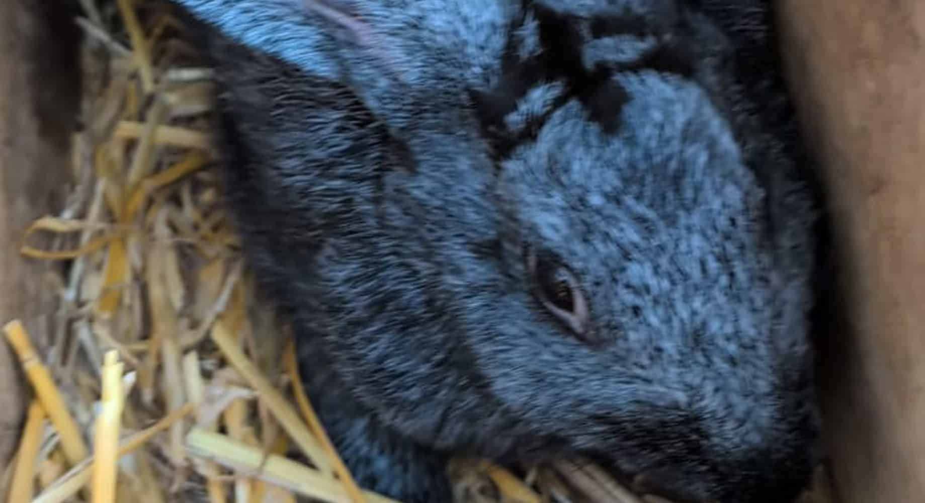 Aviculture Plobsheim